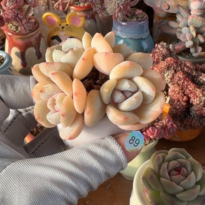 89 多肉含盆土30元包邮除偏远