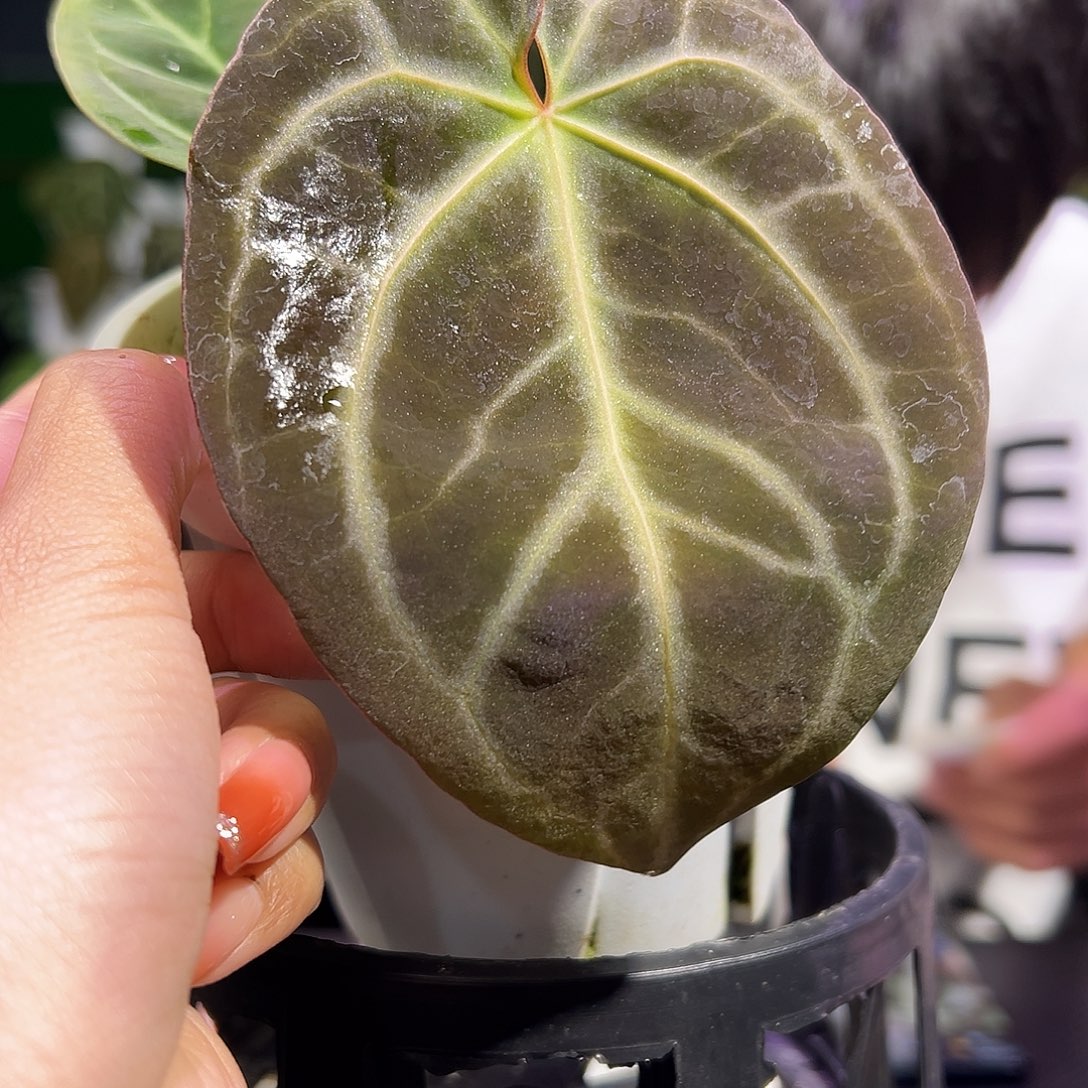 完全开放灰脉水晶