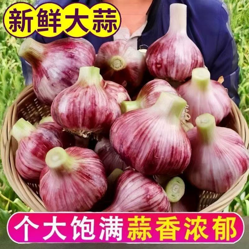云南紫皮新鲜大蒜头红皮糖醋蒜新大蒜2025新蒜现挖湿蒜泡蒜