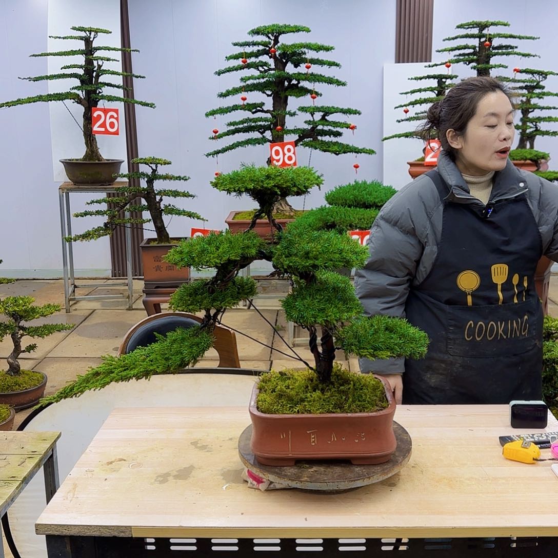 盆景直播间一物一拍