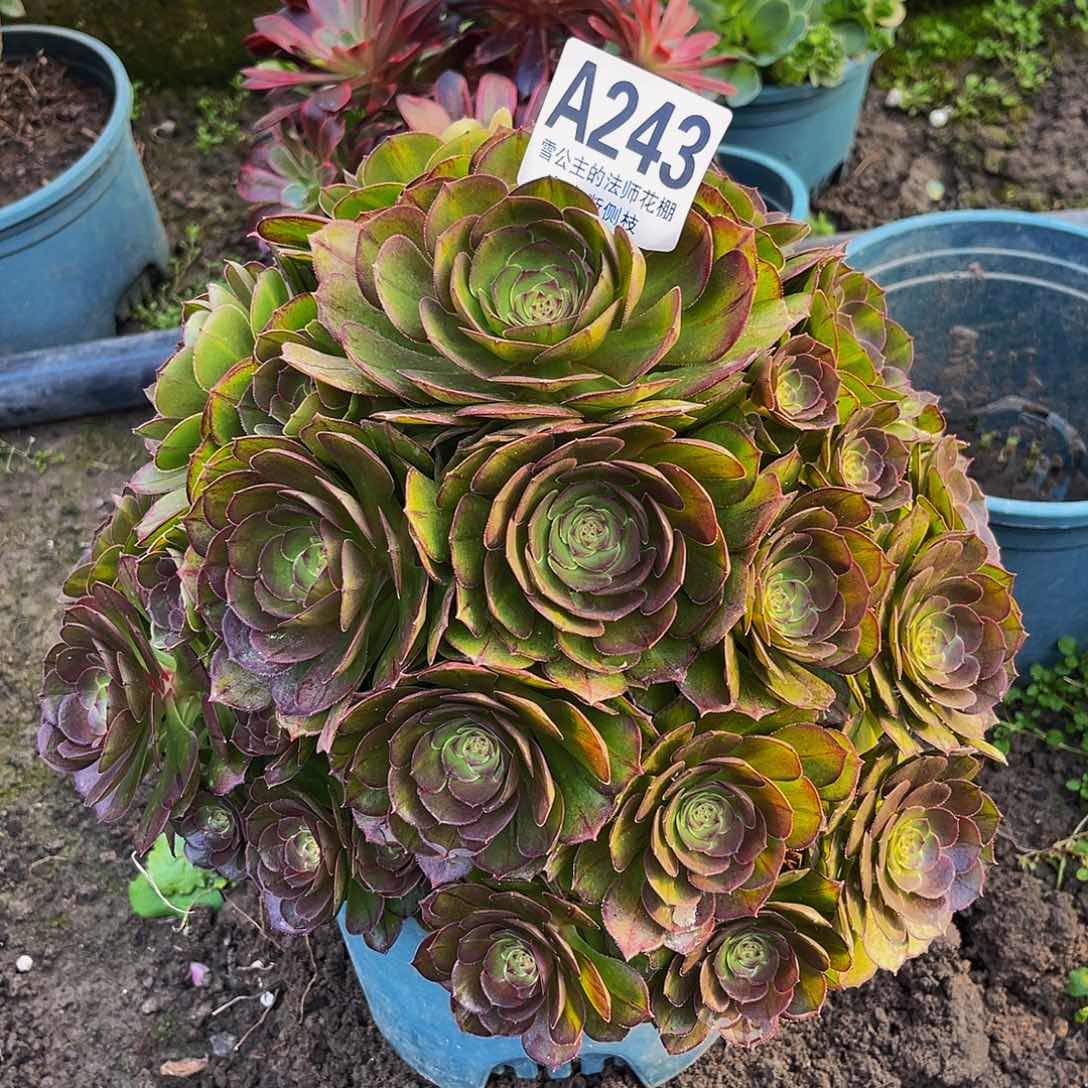 法师法师15/-5包邮法师