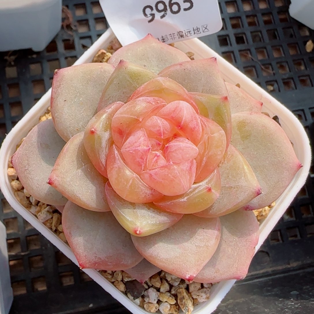 冰飘花，9963多肉植物