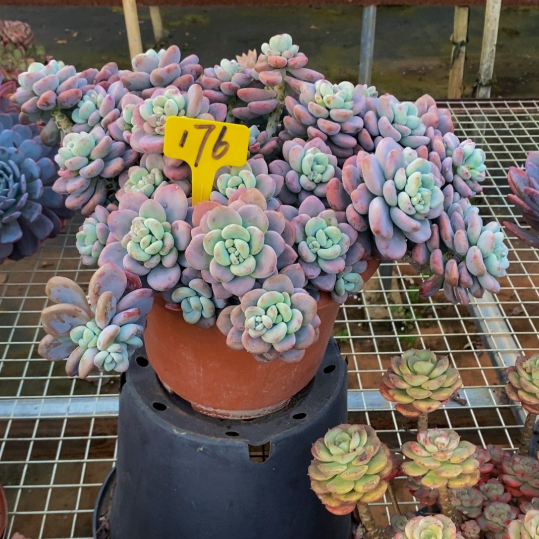 兰***兰红洛神176。             