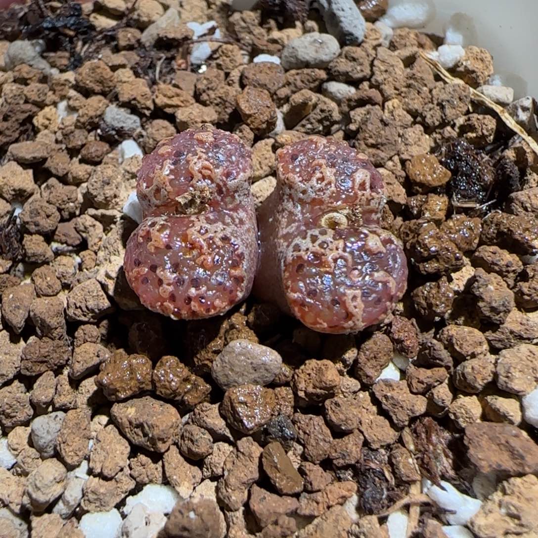 肉锥多肉植物组合-mro15、711