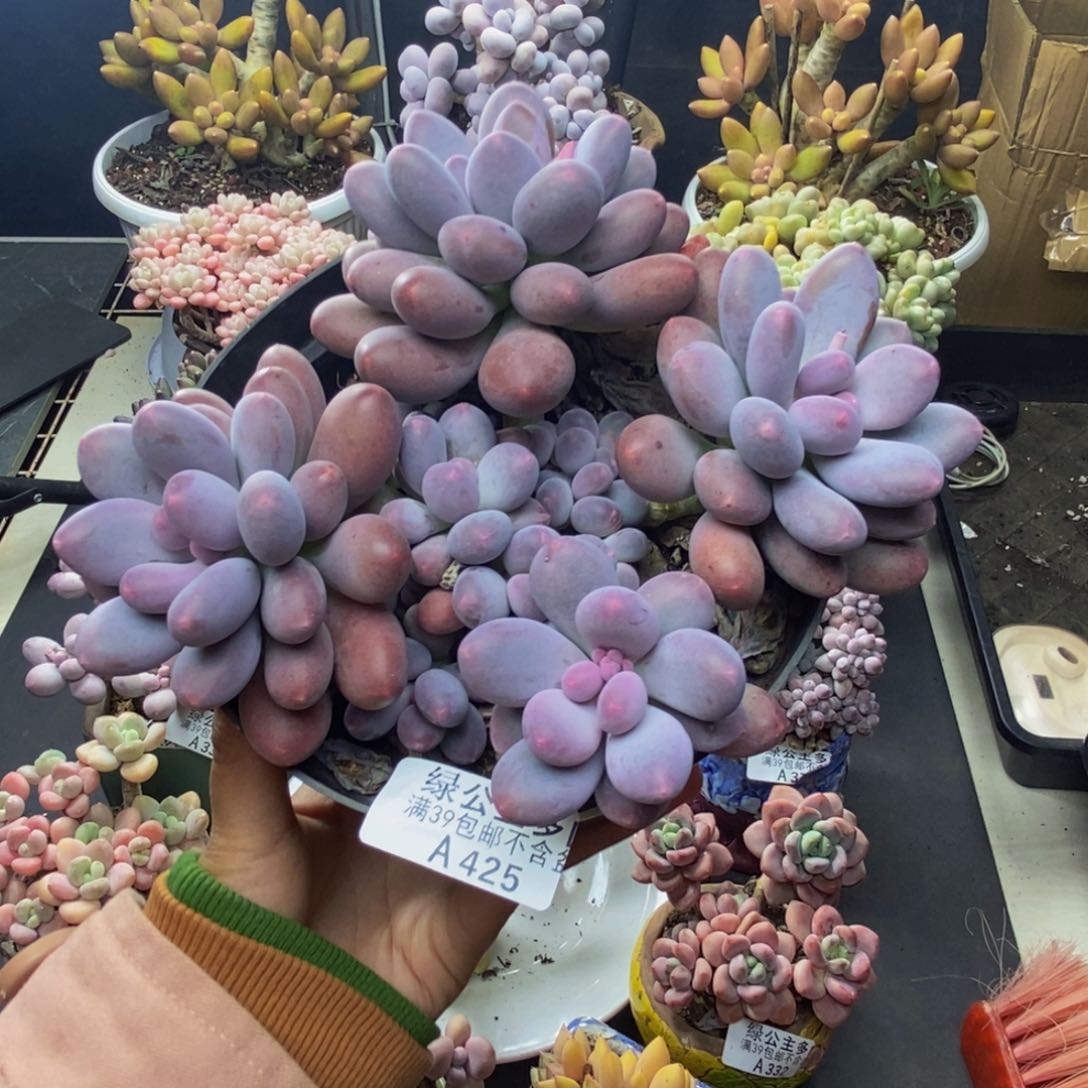 425蛋黄奶多肉15c m