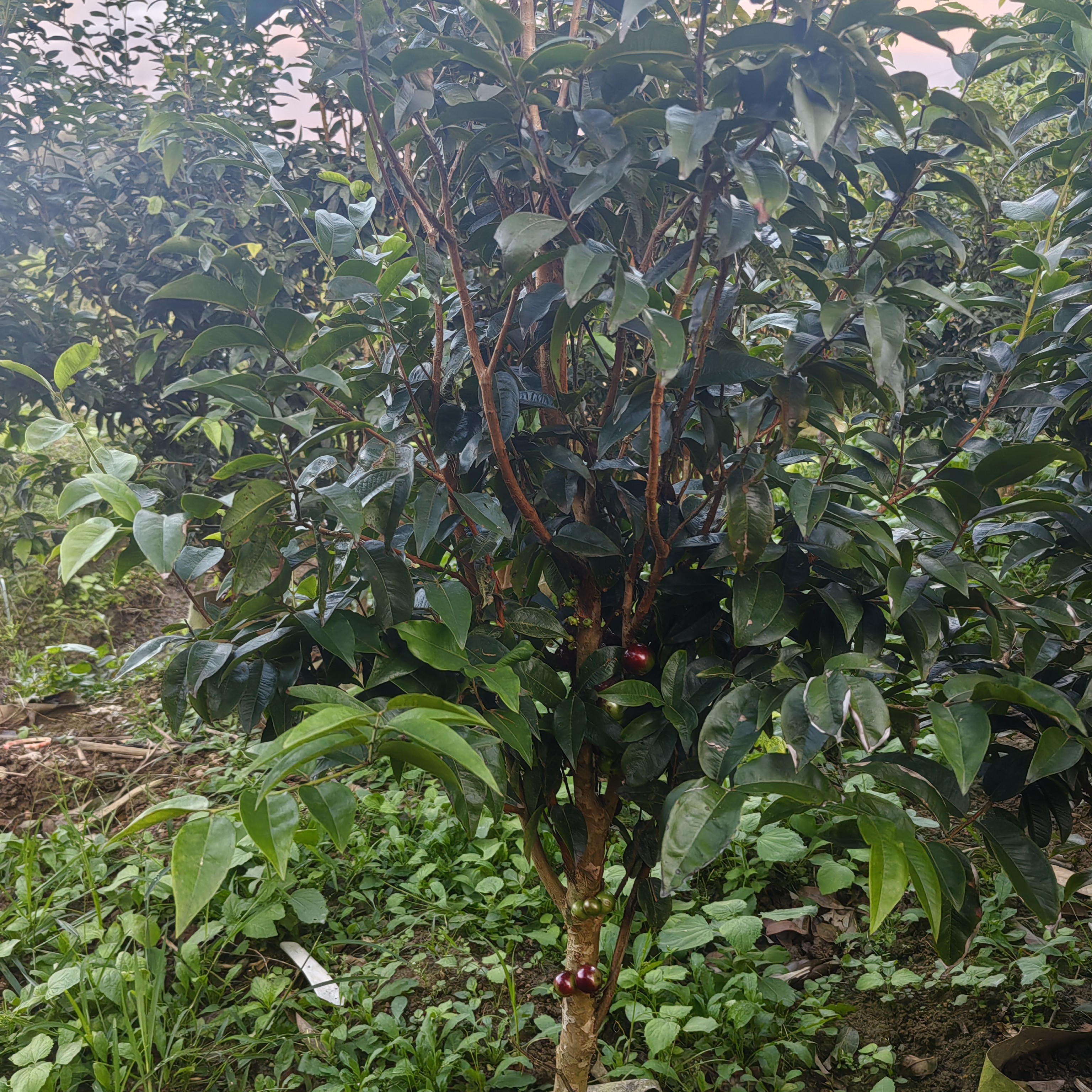 老朝精选&直播间一物一拍绿植树葡萄嘉宝果树园艺4