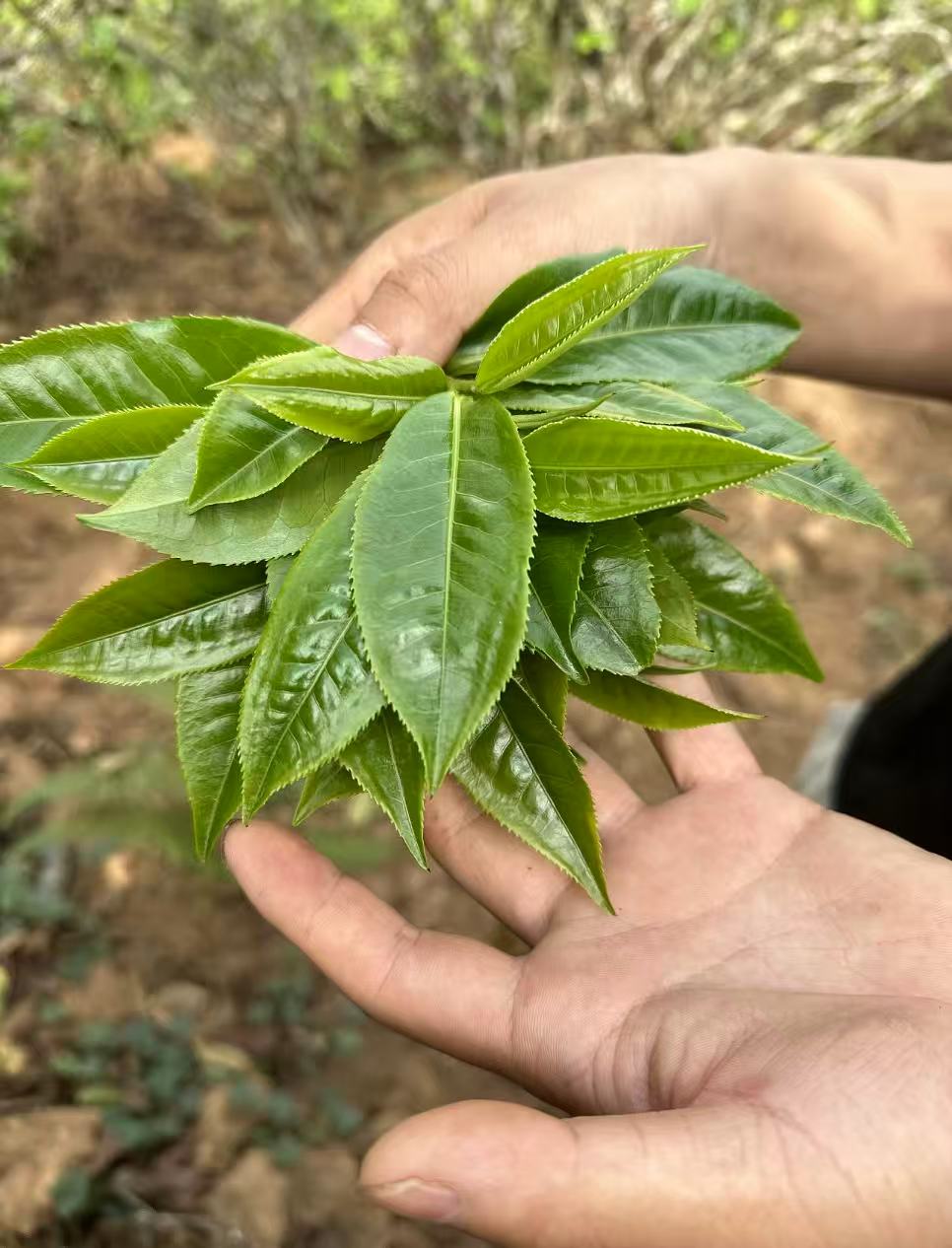 新粉试喝装！限购10单！南迫300年古树纯料！入口冰糖甜！生茶！