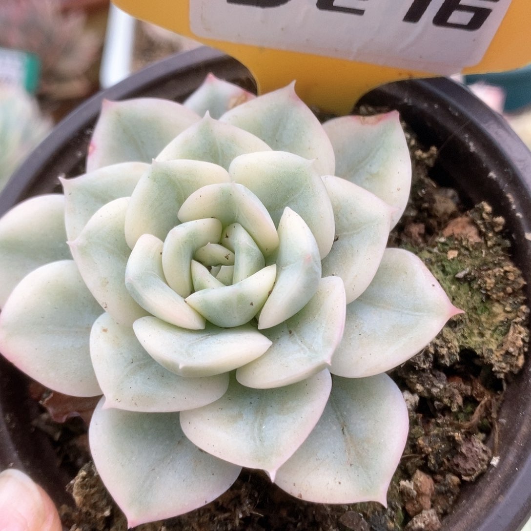 276月亮仙子锦锦锦锦