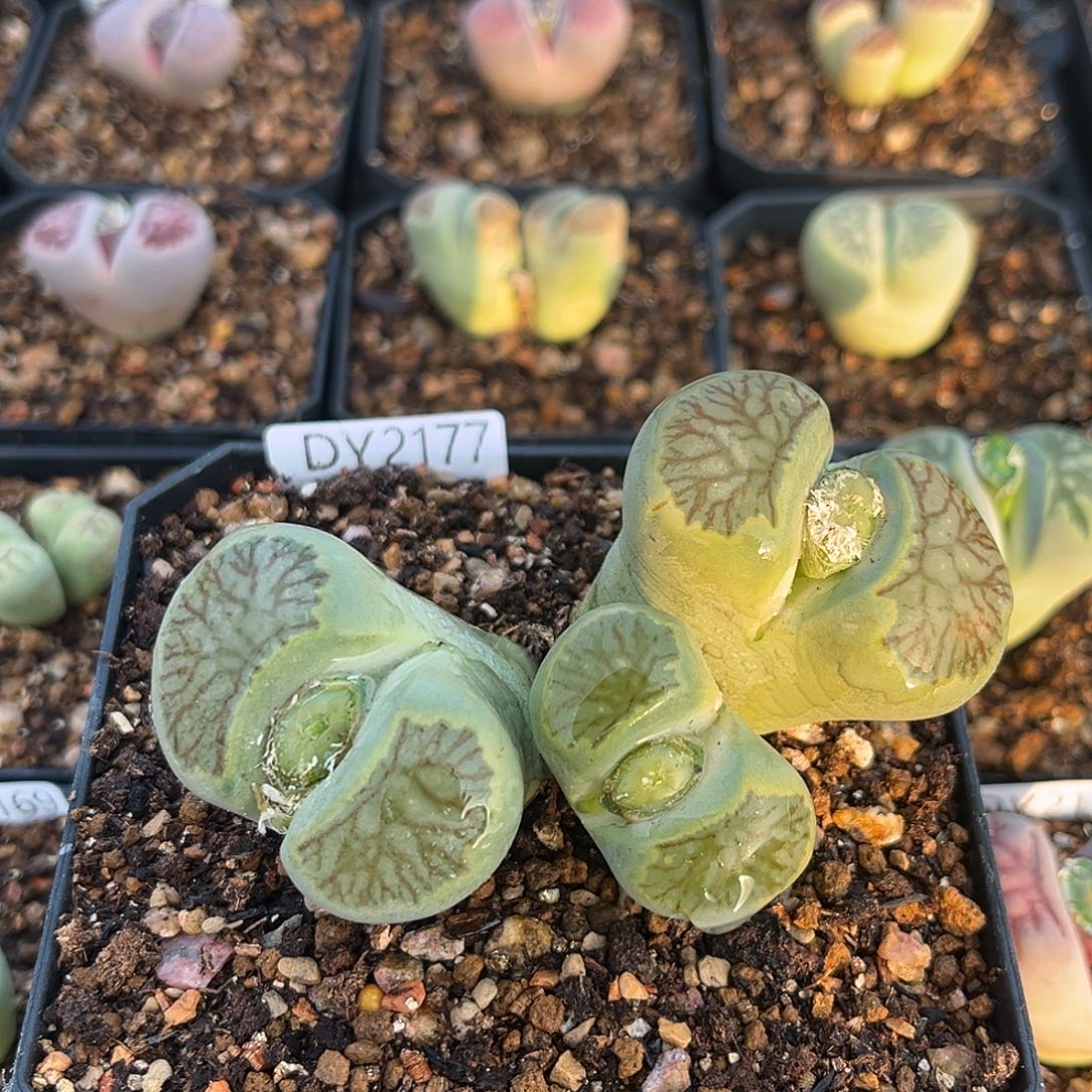 一物一拍菊母本2177红纹绿菊