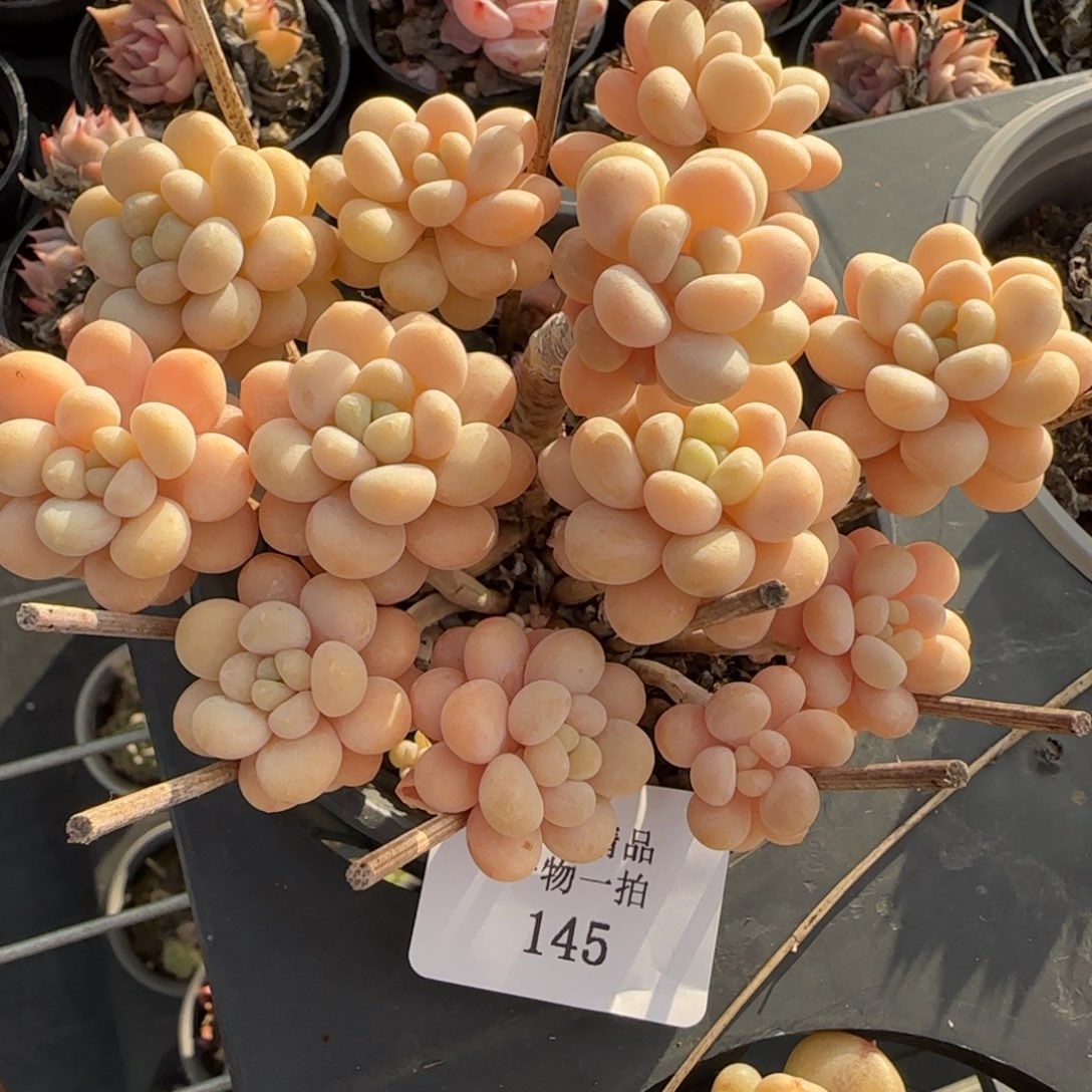 闪购精品多肉145号