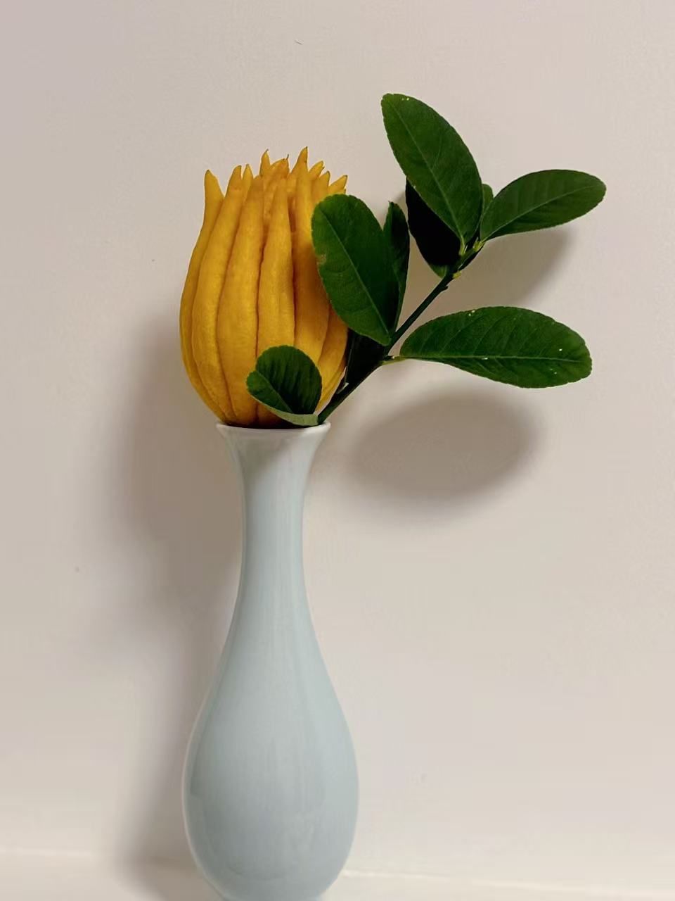 金华佛手柑基地直采直发高端花材观赏闻香清供