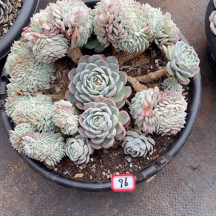 96香妃月影 一物一拍多肉