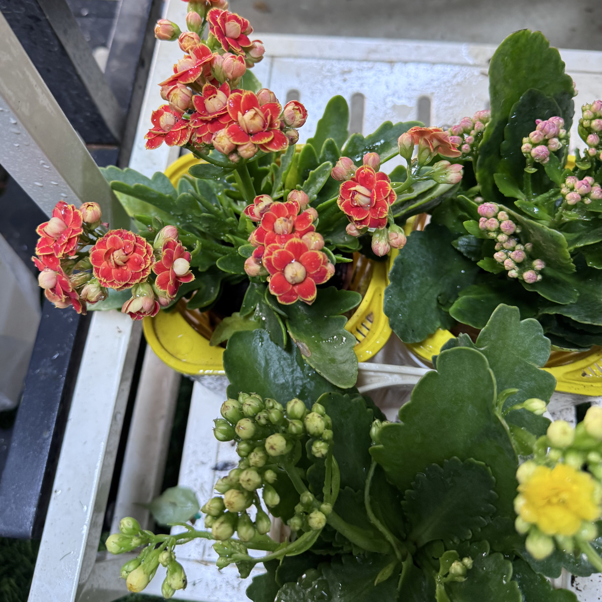 西藏包邮绿植3盆装长寿花