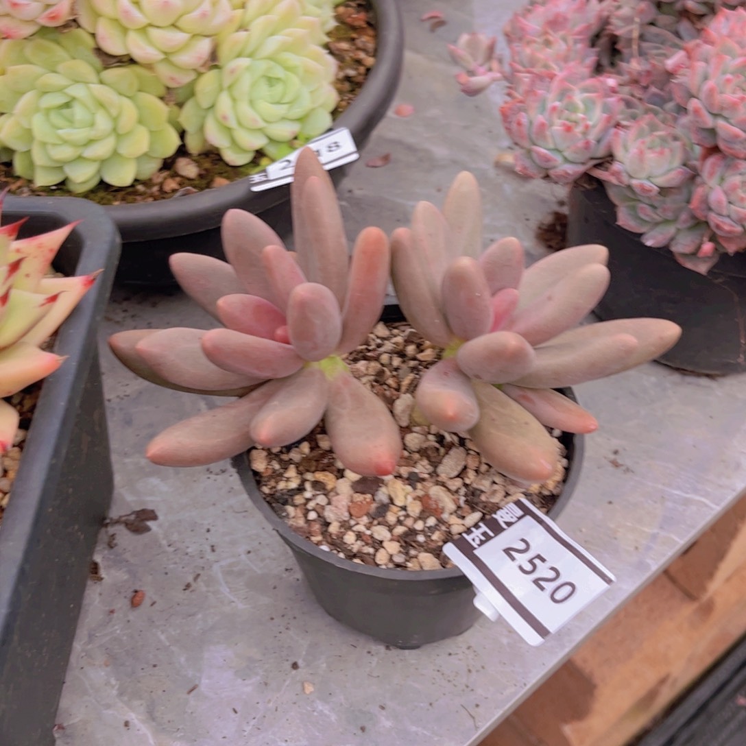 躺椅美人多肉植物2520