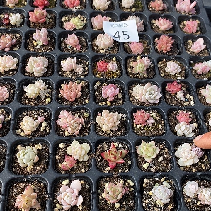 45 多肉植物盆栽花卉