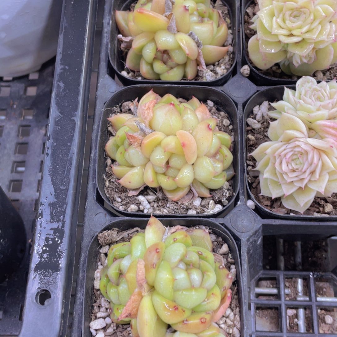 190号 皮埃拉珍妮多头群一个