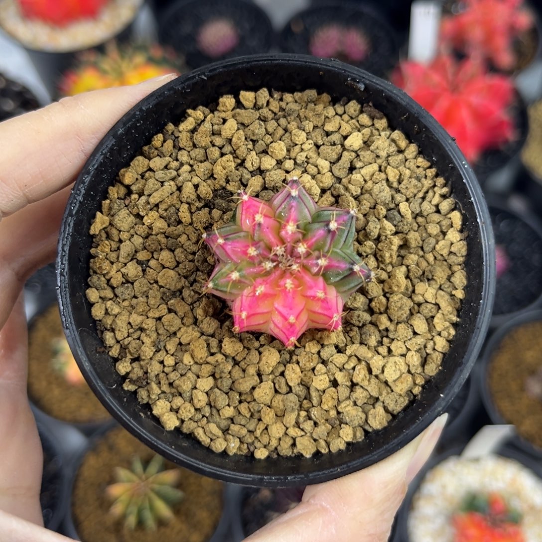 粉背线精品泰系米哈实生