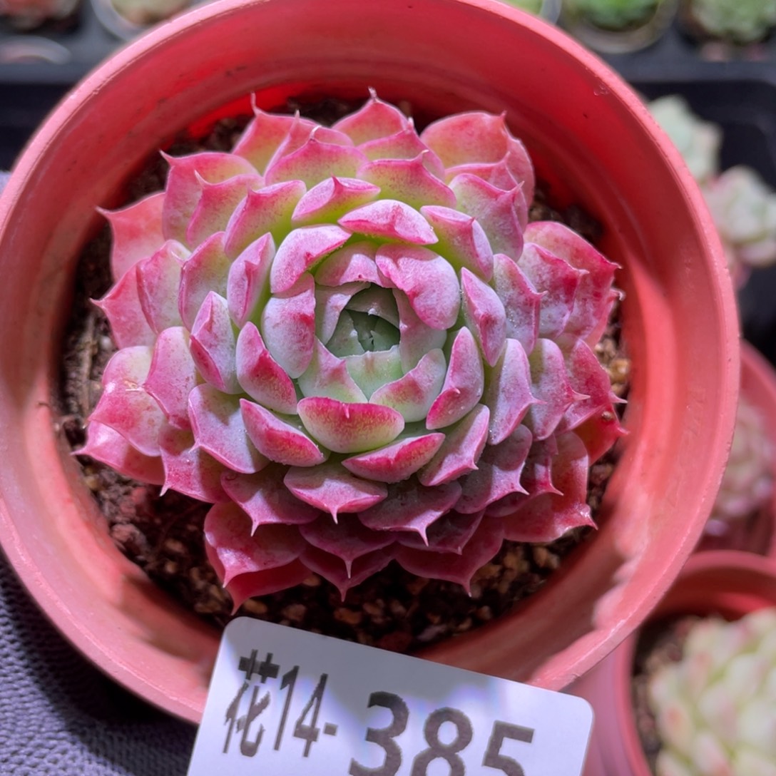 花利美14-385朱砂痣