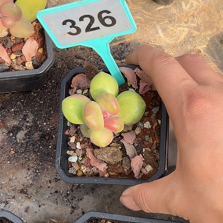 多肉植物芒果奶326