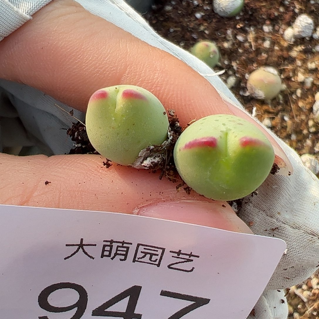 一物一拍正版白花大枪。 947