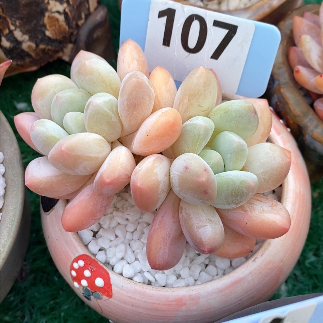 多肉植物盆栽多肉