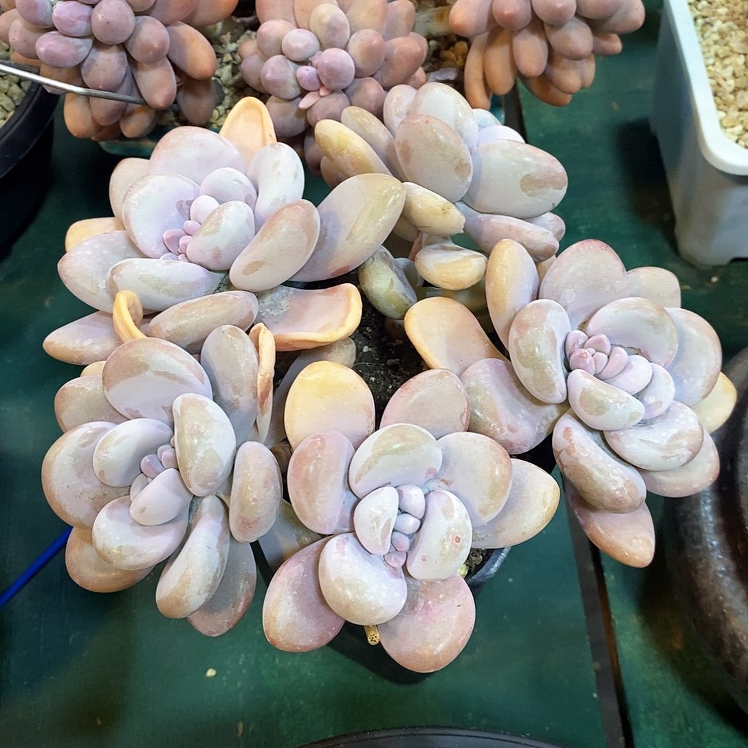 粉兔自然群，1264567894