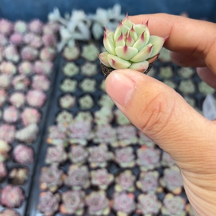 托斯卡内利 满10颗包邮