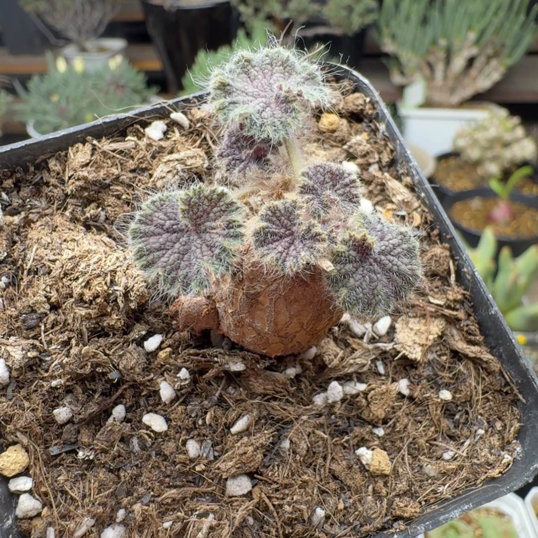 圆叶洋葵多肉。      