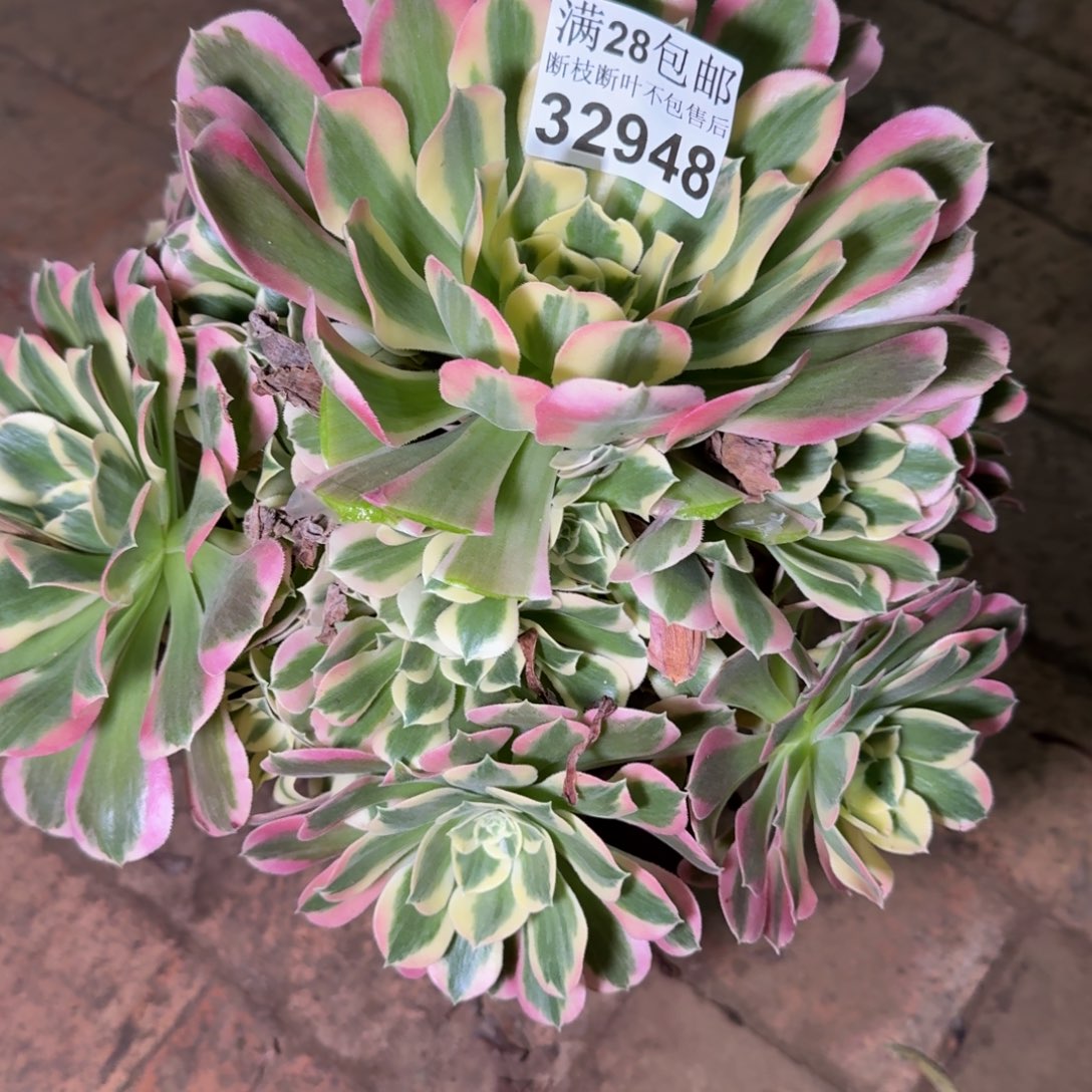 32948白凤多肉植物