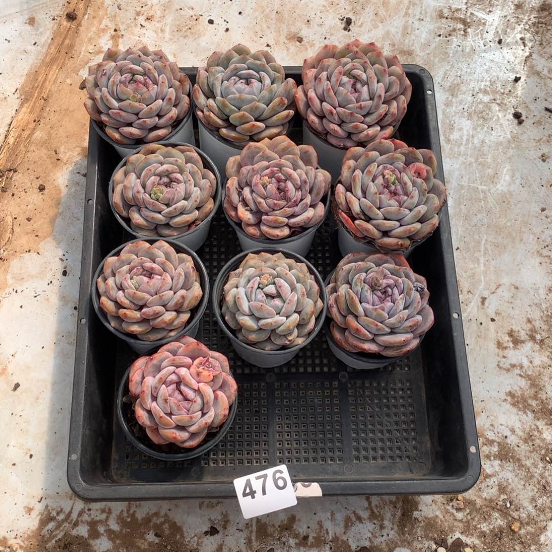 星影10颗47600000000