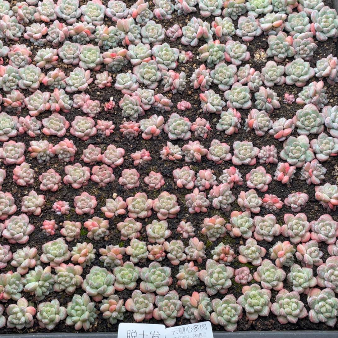 云糖心多肉植物260
