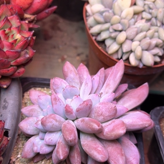 彩***?多肉植物的植物