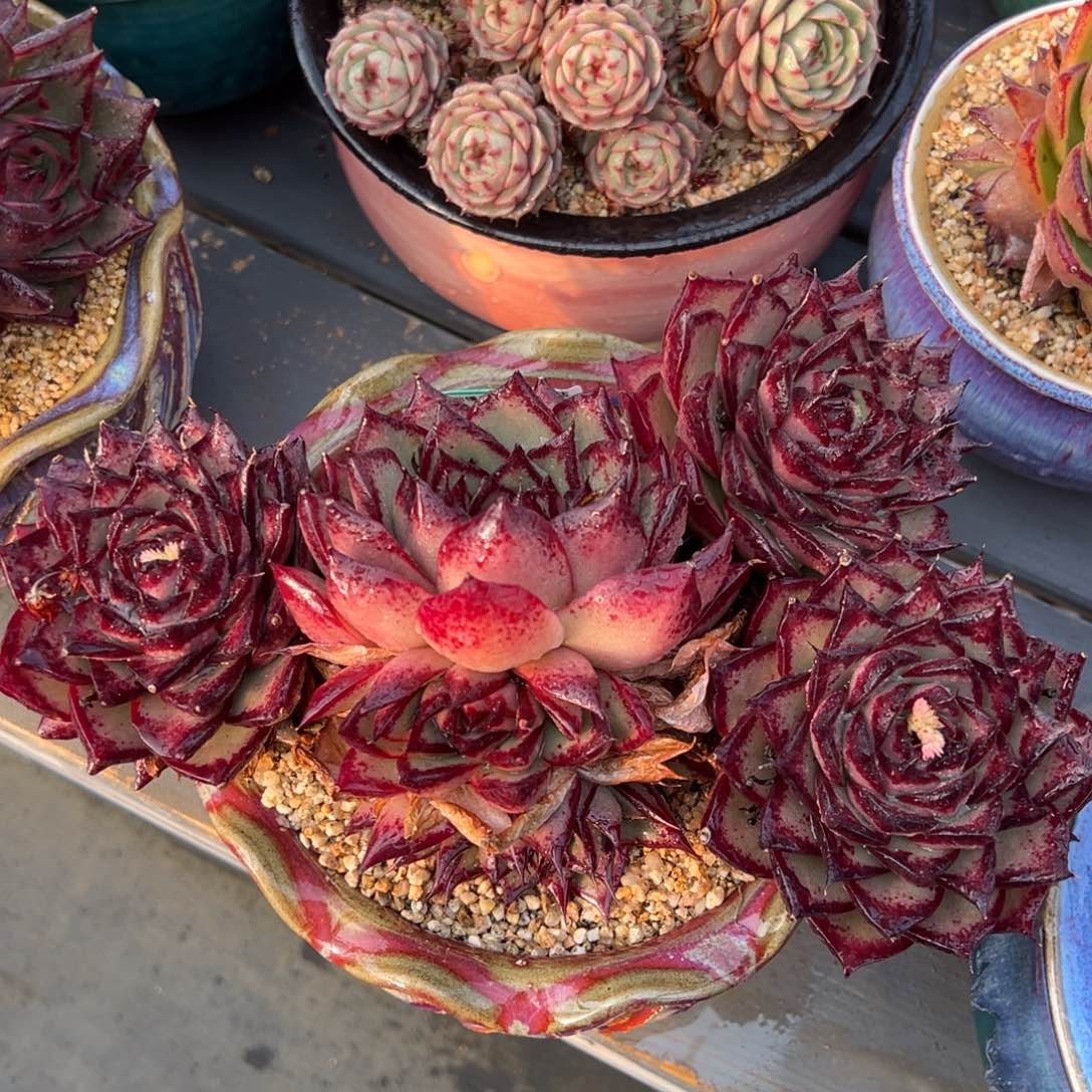 从前慢多肉精选编号0215.53