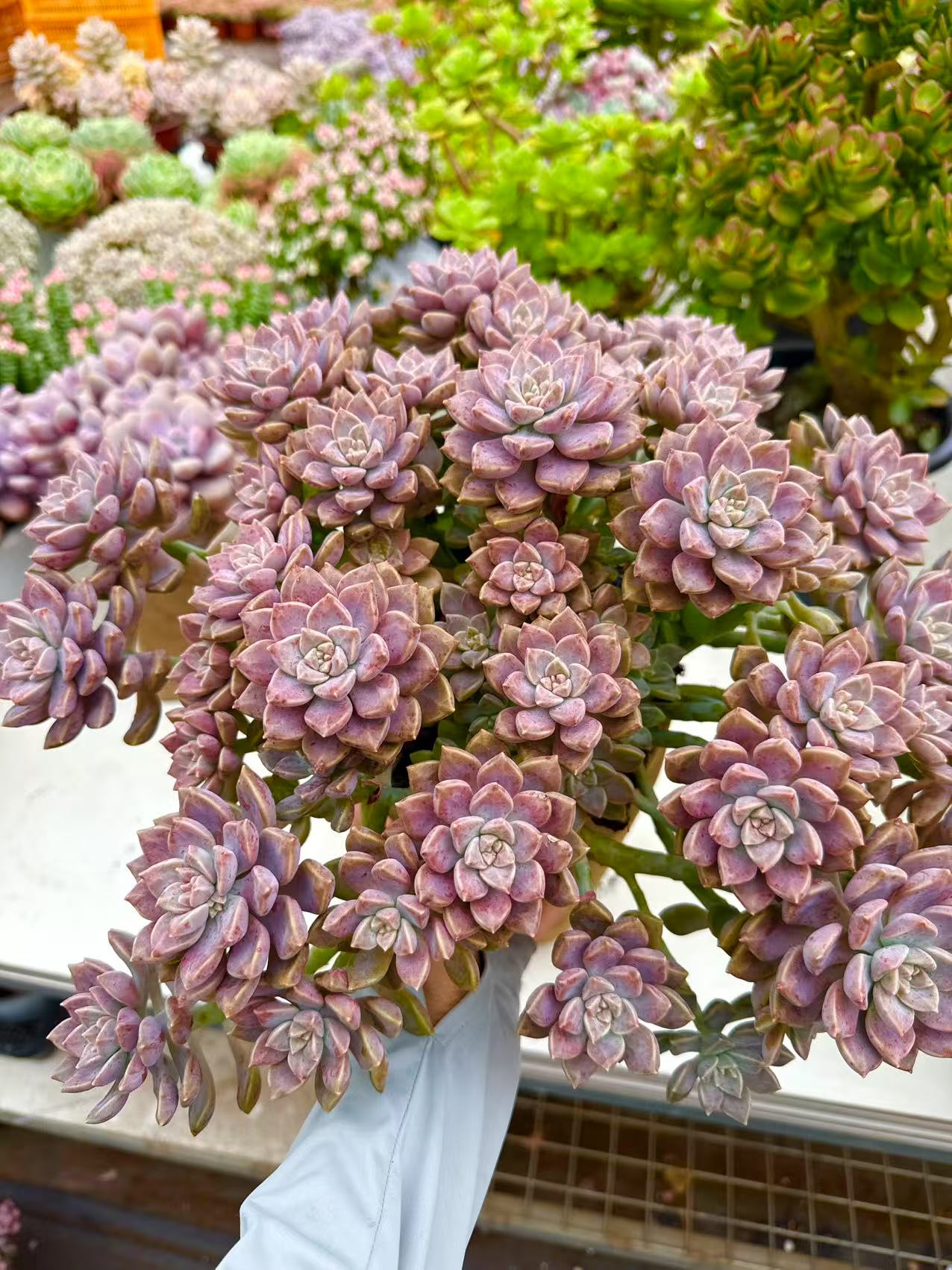 【超大阿伦培】脱土发货老桩净化空气吸甲醛多肉植物多肉花卉