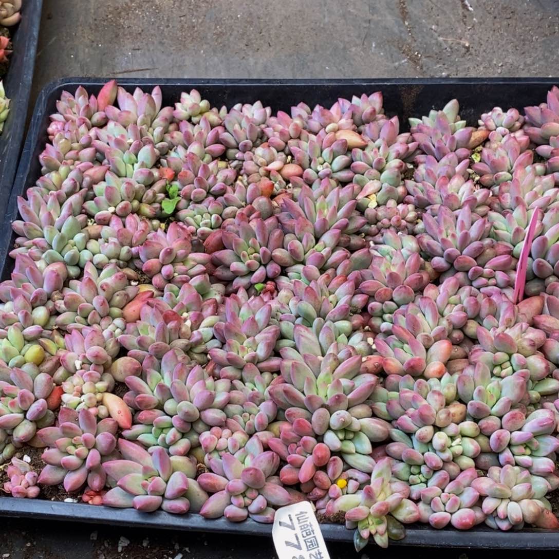 ?778的人生态度是一种