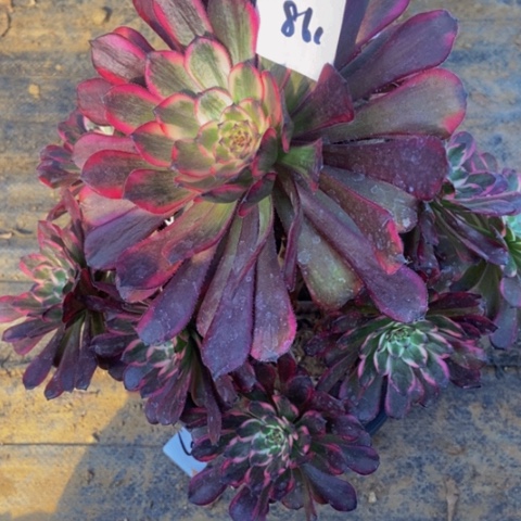 红金刚朵朵多肉861多肉