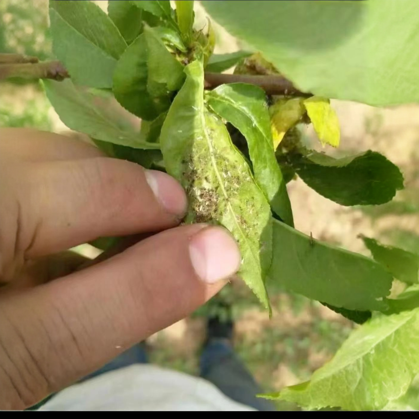 蚜虫克星，兑300~400斤水（叶面肥）