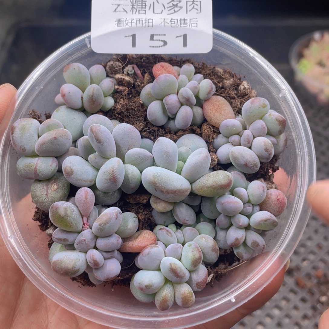 云糖心多肉植物151