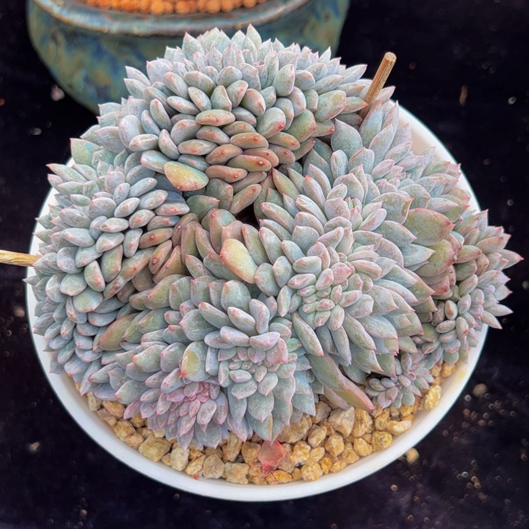 新年快乐 新年快乐