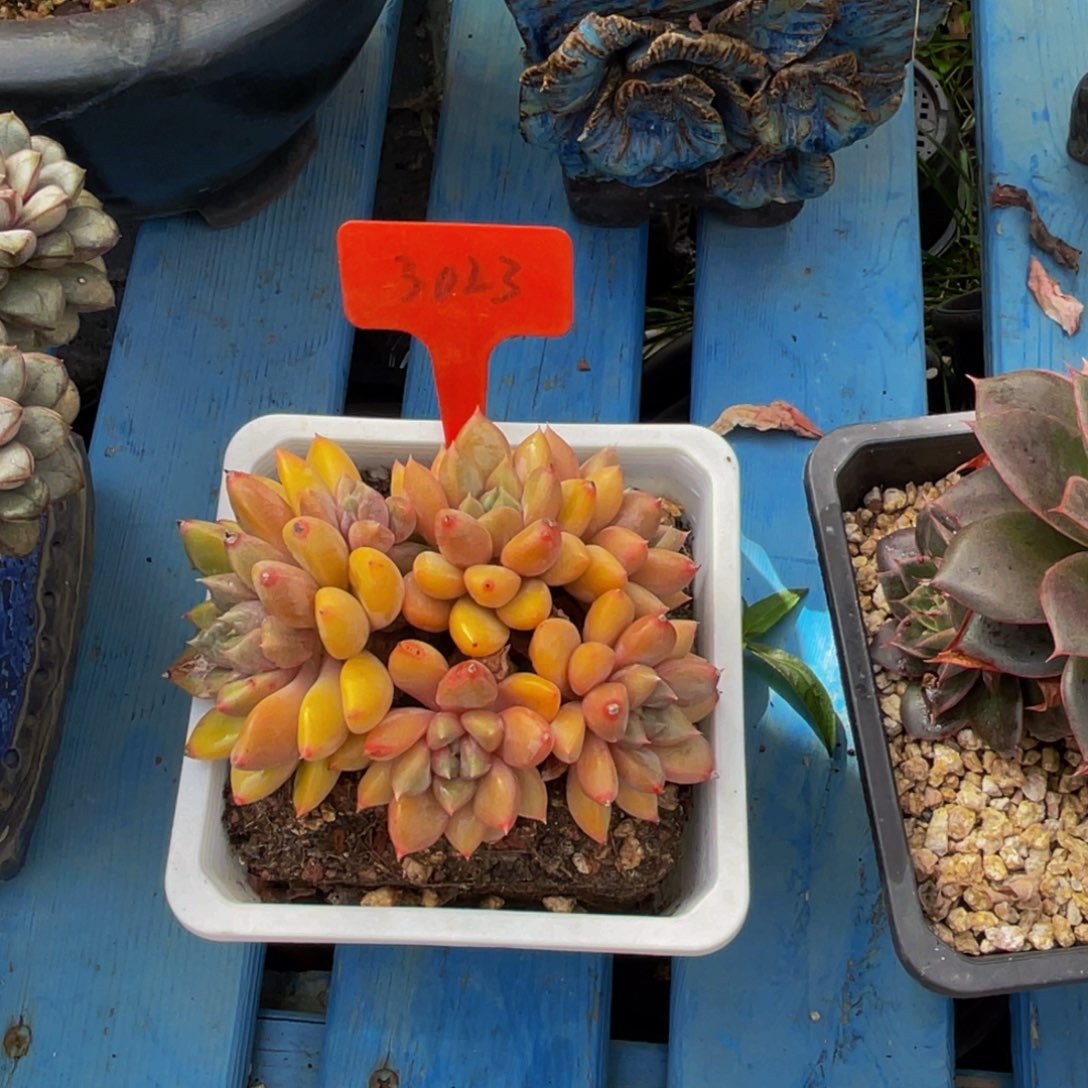 爸***、3023上午多肉植物群生