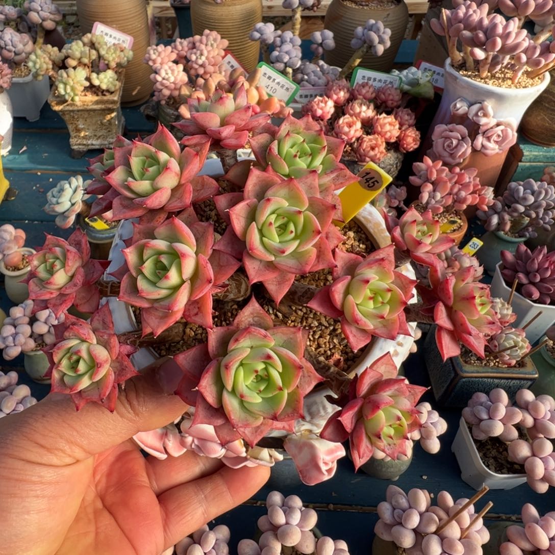 145号贝拉多那老桩无砍