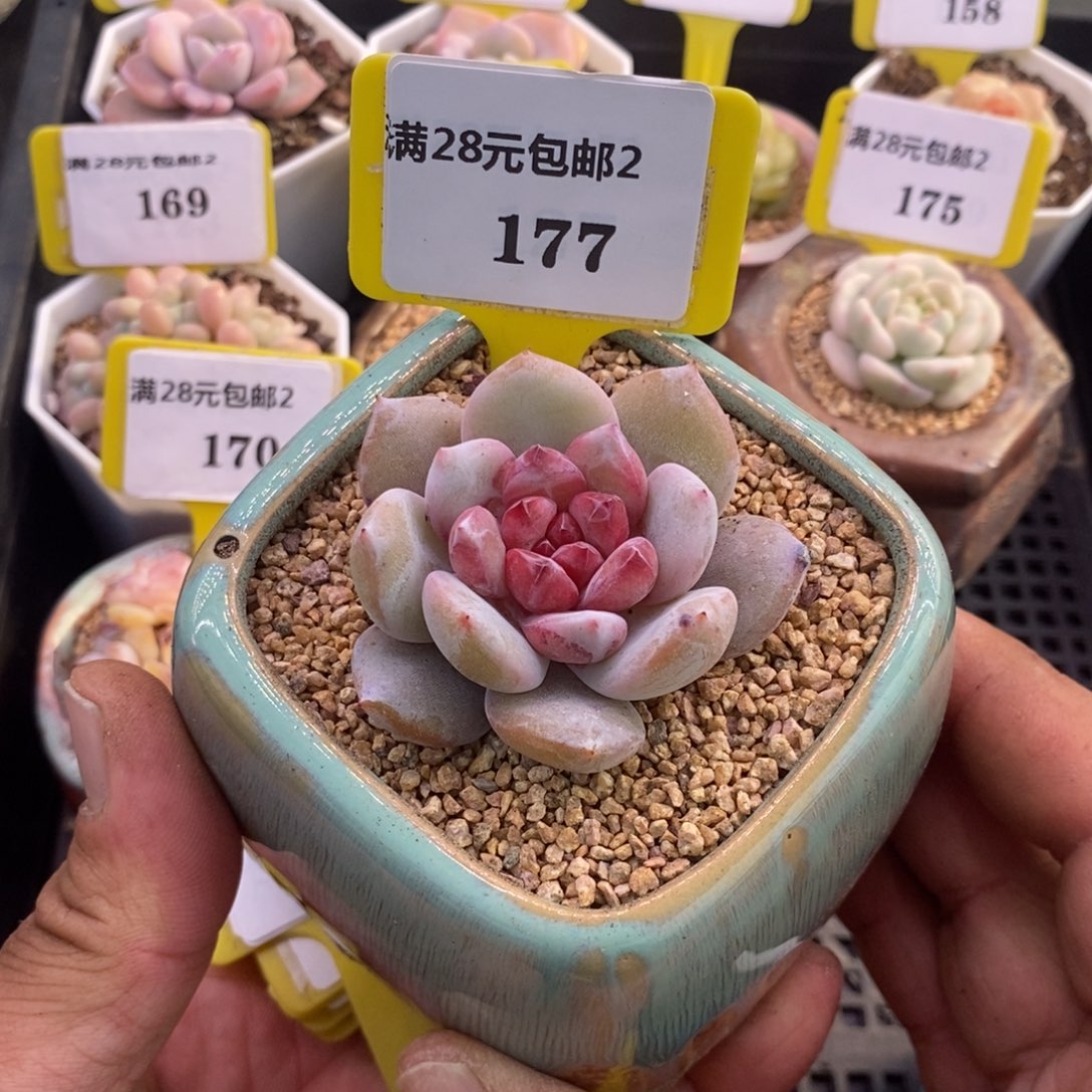 2177糖心雪天使多肉植物