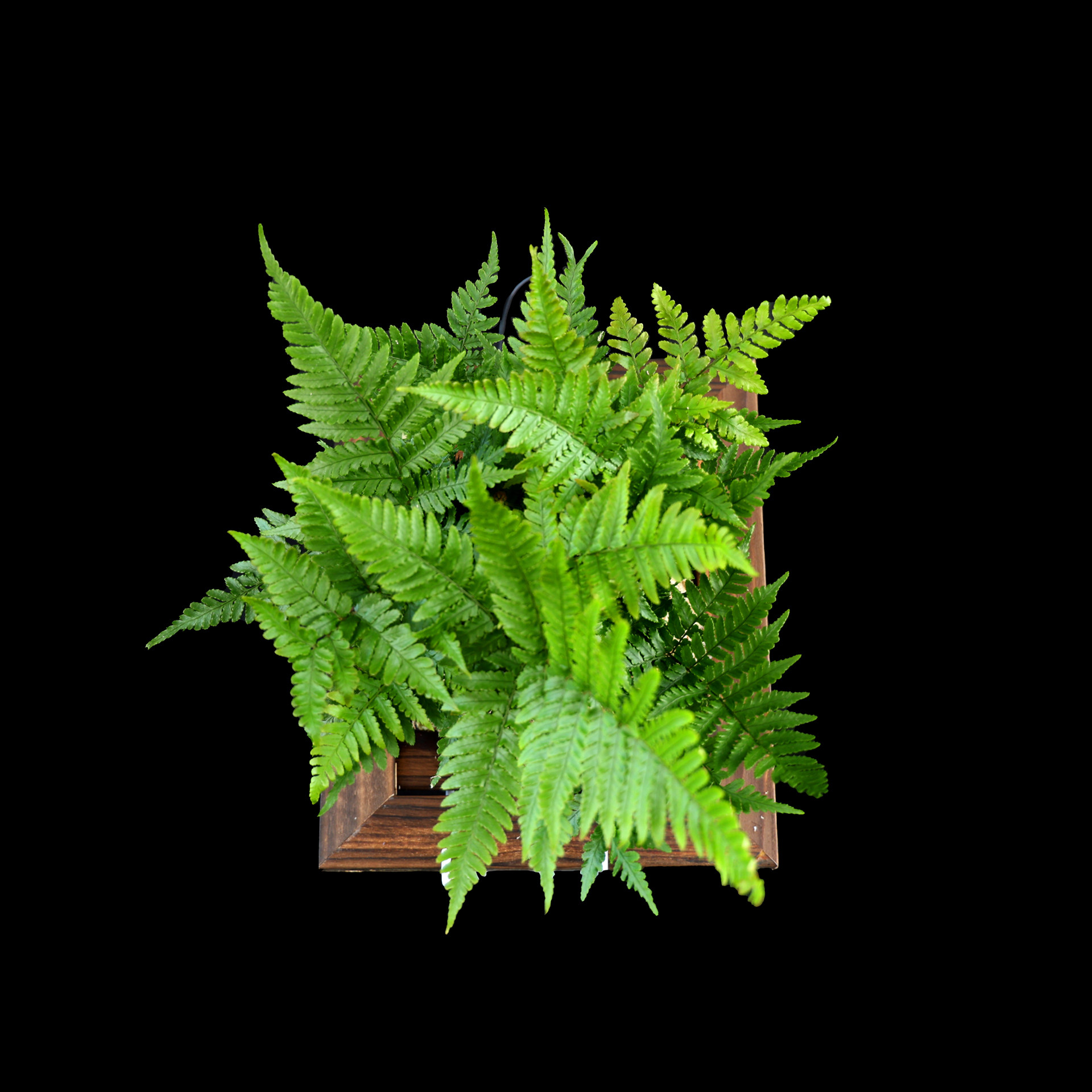 彩虹蕨室内阳台客厅适用的耐阴观叶蕨类盆栽四季常青