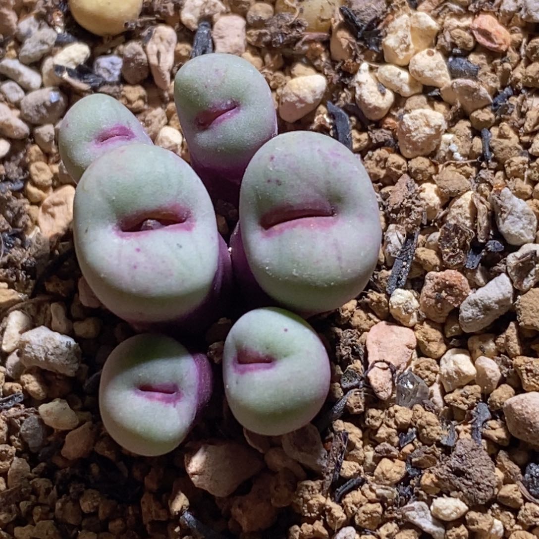 6头贝特芬红嘴6头贝特芬红嘴