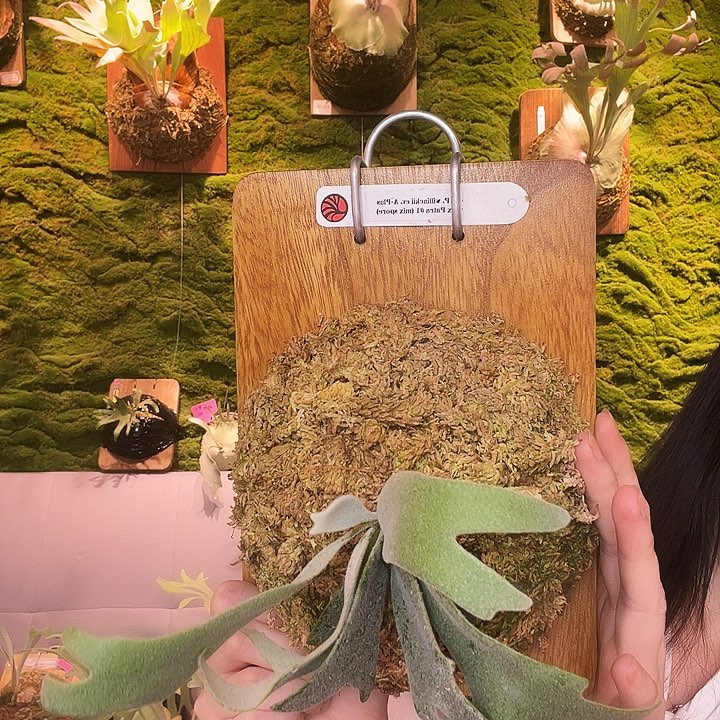 不开花植物Aplus patra 1