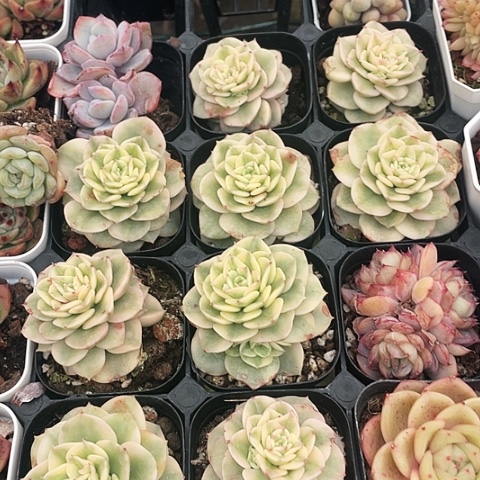 腊牡丹锦6.8一盆88888888