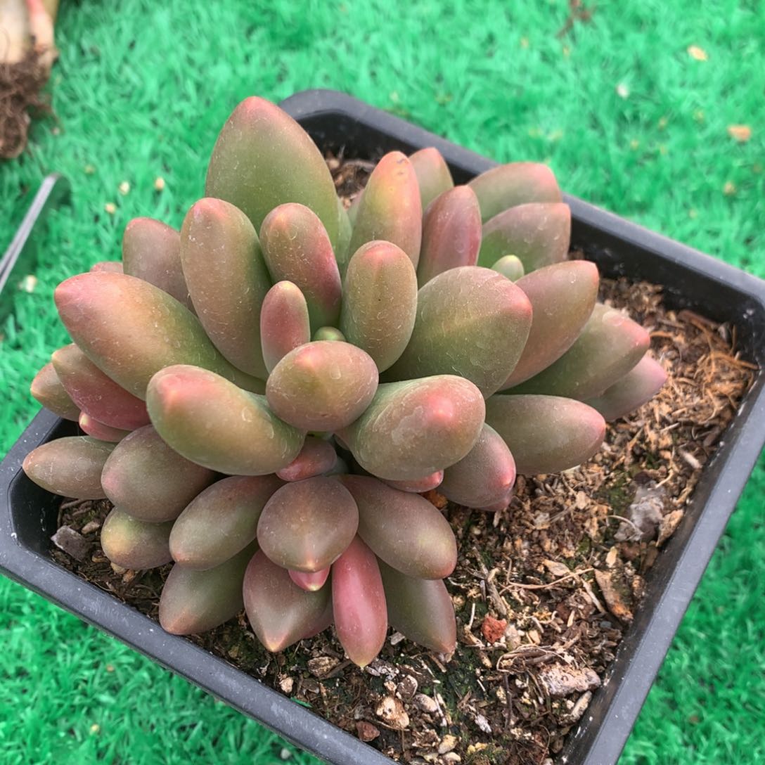 芒果奶无砍一物一拍