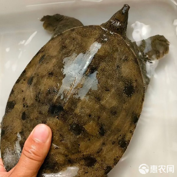 洞庭湖生态黑花甲鱼鲜活食用水鱼到家