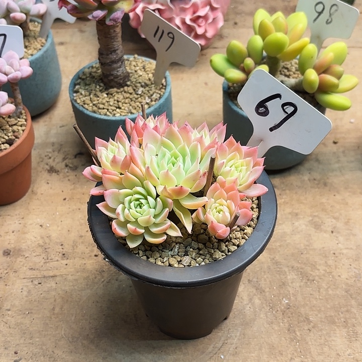 多肉植物，三色景69号