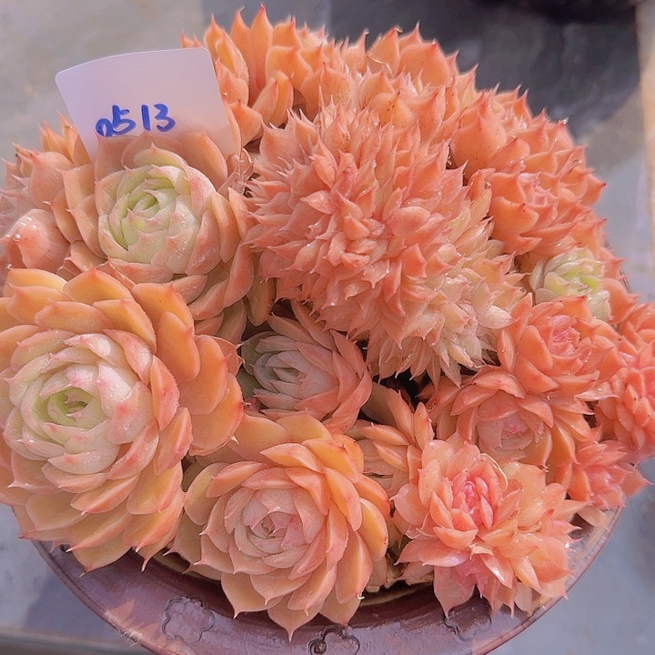 0513昂斯诺缀多肉植物